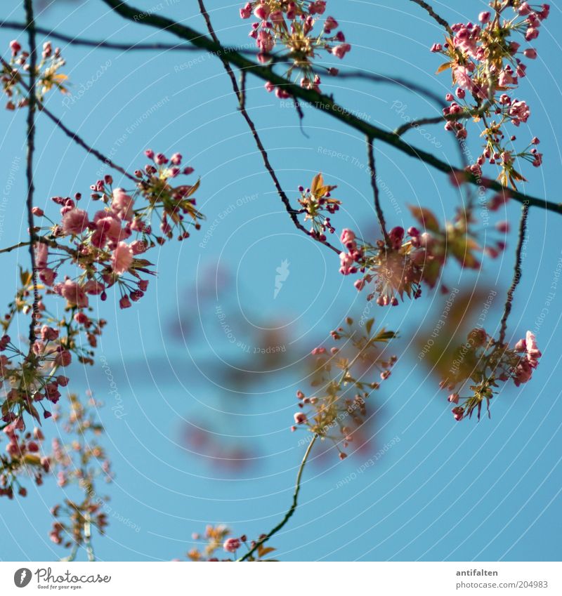Bild Nr. 80 Natur Pflanze Himmel Wolkenloser Himmel Baum Blüte Kirschblüten Wildkirsche Ast ästhetisch frisch schön blau rosa rot Zweig Blütenknospen