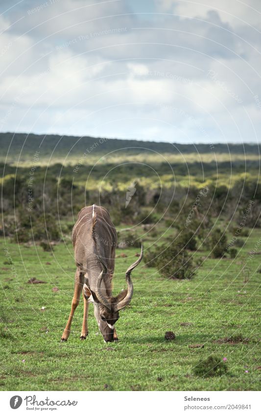 Kudu Ferien & Urlaub & Reisen Tourismus Ausflug Abenteuer Ferne Freiheit Safari Expedition Umwelt Natur Landschaft Himmel Wolken Horizont Gras Sträucher Tier