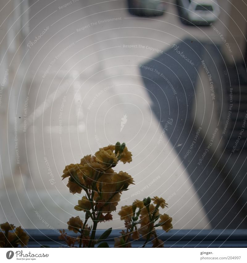 Bergische Hinterhof-Tristesse Pflanze dunkel oben grau Parkplatz herausschauen Topfpflanze Fenster dunkelgelb trist Langeweile Blüte Fensterblick Fensterplatz