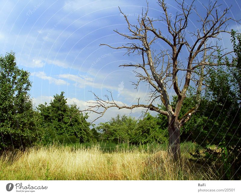 Die Vergänglichkeit des Lebens Baum eigenwillig Gras Wolken Sommer Sträucher Sonne