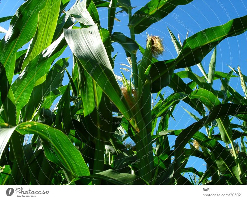 im Maisfeld Landwirtschaft grün Sommer Physik Feld Ackerbau Getreide blau Himmel Sonne Wärme