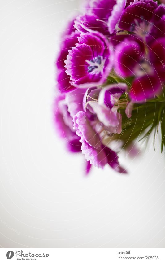 mädchenblümchenfarben Pflanze Blume Blüte violett rosa Farbfoto Innenaufnahme Nahaufnahme Textfreiraum unten Schwache Tiefenschärfe Gartennelke Blühend