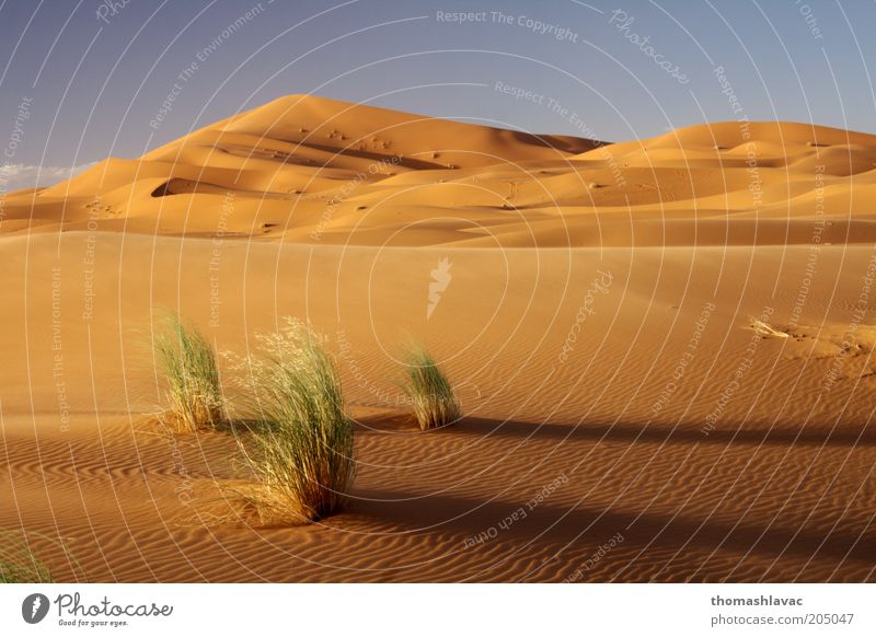 Sahara in Marokko Umwelt Natur Landschaft Pflanze Sand Himmel Sonnenaufgang Sonnenuntergang Schönes Wetter Wärme Gras Wildpflanze Wüste Ferien & Urlaub & Reisen