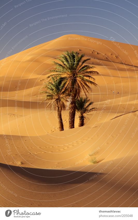 Sahara in Marokko Umwelt Natur Landschaft Pflanze Sand Sonnenlicht Schönes Wetter Wärme Baum Wildpflanze Palme Wüste Ferien & Urlaub & Reisen Düne Farbfoto