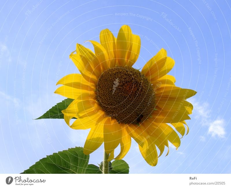 Sonnenblume Blume Pflanze Sommer Himmel
