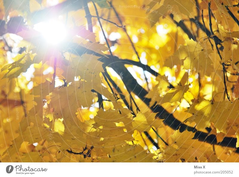 der Herbst ist daaa Baum Blatt gelb gold Sonne Ast Ahorn Herbstlaub herbstlich Farbfoto mehrfarbig Außenaufnahme Reflexion & Spiegelung Sonnenlicht