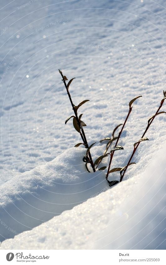 Schneebad gefällig - bei diesem schönen Wetter? Umwelt Natur Sonne Winter Klima Klimawandel Schönes Wetter Eis Frost Pflanze Sträucher frei frisch kalt nass