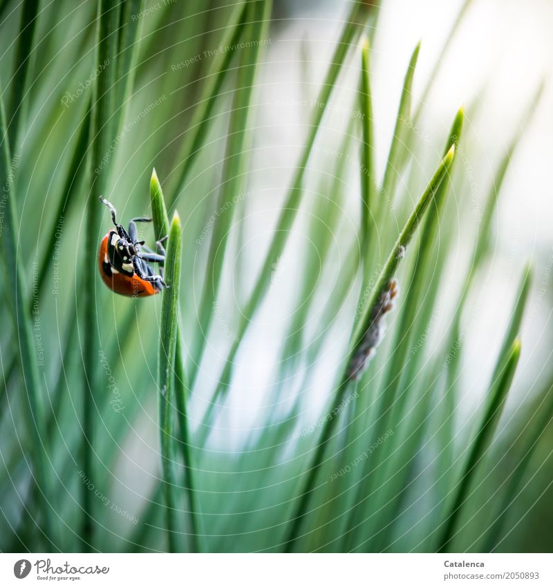 Speisekammer, Marienkäfer und Blattläuse Natur Pflanze Tier Sommer Baum Kiefer Kiefernnadeln Park Wald Käfer 1 beobachten hängen krabbeln ästhetisch sportlich