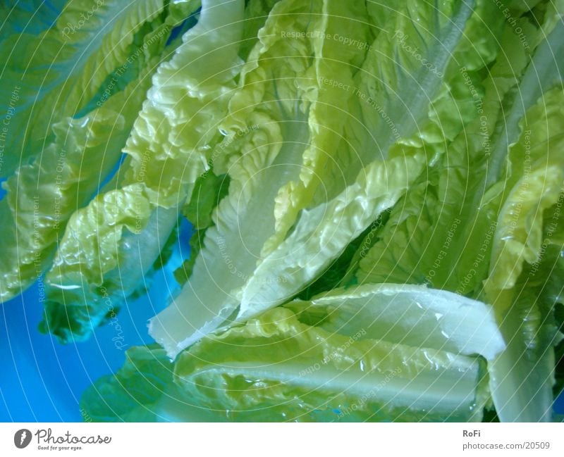 Salat im Wasserbad grün Gesundheit Ernährung Grünfutter blau
