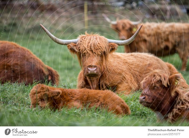 Hochlandrinder Tier Nutztier Kuh Tiergruppe Herde braun grün Horn Haare & Frisuren Baby Tierjunges Mutter Weide Gras Essen ruhen niedlich