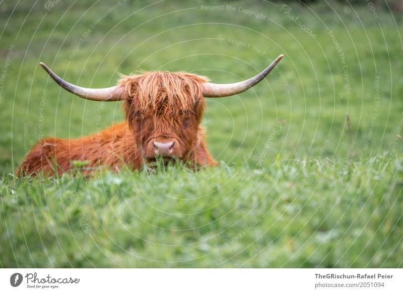 Longhorn Tier Nutztier Kuh 1 braun grün Horn Nase Wuschelkopf strubbelig Gras Weide Fressen ästhetisch niedlich friedlich Lebewesen liegen