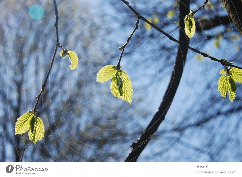 der Frühling ist daaa Natur Baum Blatt frisch Beginn Ast Blattknospe grünen Farbfoto Außenaufnahme Nahaufnahme Menschenleer Tag Licht Schatten Sonnenlicht