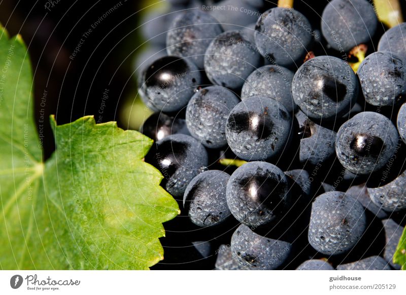 Traube des Aglianico Natur Pflanze Herbst Nutzpflanze gut blau grau grün "Aglianico Trauben Weintrauben," "Süditalien Campania Basilikata Wein" Landwirtschaft