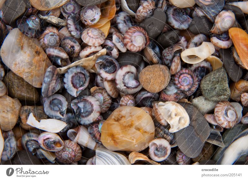 New Zealand 101 Küste Strand Meer Insel Wildtier Totes Tier Muschel Stein schön kaputt einzigartig Umwelt Umweltverschmutzung Farbfoto Gedeckte Farben
