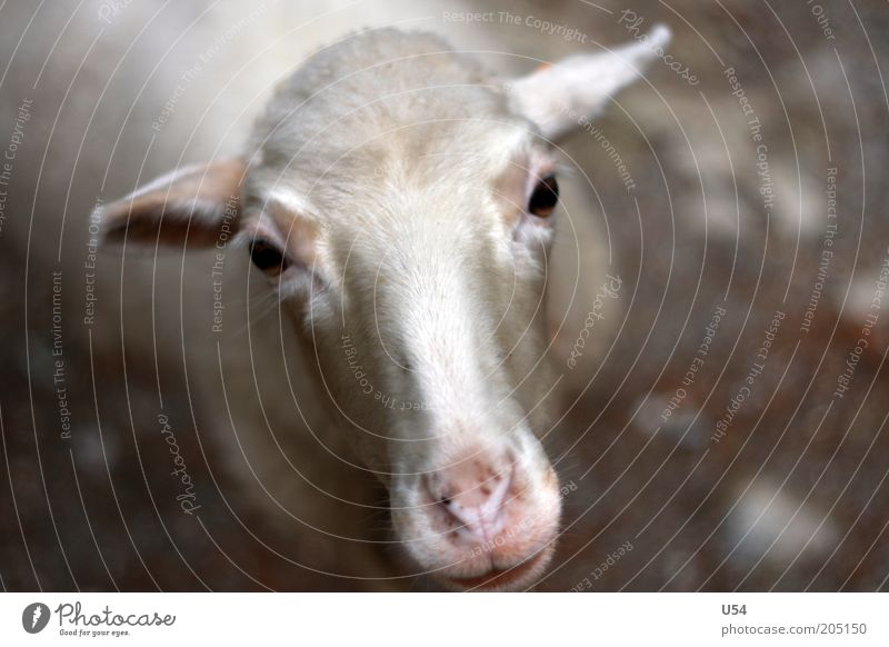 Oh, wie süß.. Ein Schaf.. Nutztier 1 Tier Neugier Farbfoto Außenaufnahme Tag Starke Tiefenschärfe Tierporträt Blick in die Kamera Kopf Viehzucht Nahaufnahme