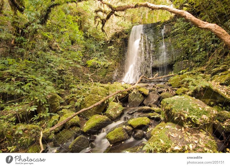 New Zealand 112 Umwelt Natur Wasser Pflanze Baum Moos Farn Echte Farne Wildpflanze Urwald Bach Fluss Wasserfall ästhetisch außergewöhnlich Romantik Farbfoto