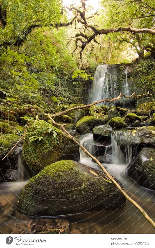 New Zealand 110 Umwelt Natur Wasser Pflanze Baum Moos Farn Echte Farne Wildpflanze Urwald Bach Fluss Wasserfall ästhetisch außergewöhnlich Romantik Farbfoto