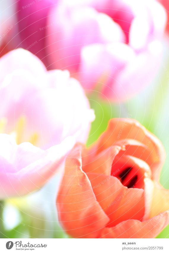 Colourflash Lifestyle Design exotisch Kosmetik Leben harmonisch Muttertag Ostern Geburtstag Natur Frühling Sommer Pflanze Blume Tulpe Blüte Garten Park Bewegung