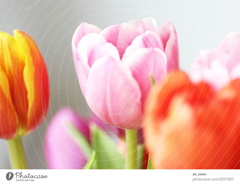 Colourful Tulips Design exotisch Kosmetik Wellness Leben harmonisch Dekoration & Verzierung Feste & Feiern Muttertag Ostern Geburtstag Natur Frühling Sommer