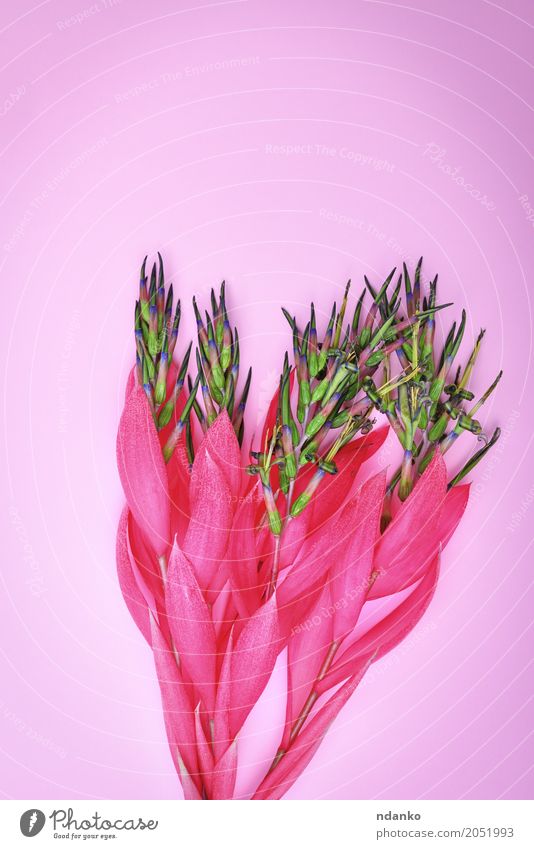 rosa Blume von Billbergia Valentinstag Muttertag Ostern Geburtstag Pflanze Blüte Blumenstrauß Feste & Feiern Liebe frisch hell natürlich Überstrahlung geblümt