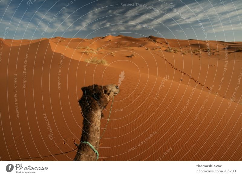 Sahara-Wüste in Marokko Umwelt Natur Landschaft Sand Himmel Wolken Sonnenlicht Schönes Wetter Wärme Dürre Tier Nutztier Camel 1 Ferien & Urlaub & Reisen Düne