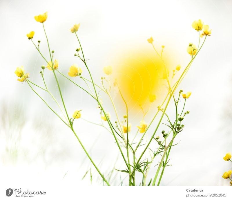 Gelb, Butterblumen aus der Froschperspektive Natur Pflanze Himmel Wolken Frühling Blume Blatt Blüte Wildpflanze Hahnenfuß Sumpf-Dotterblumen Garten Wiese