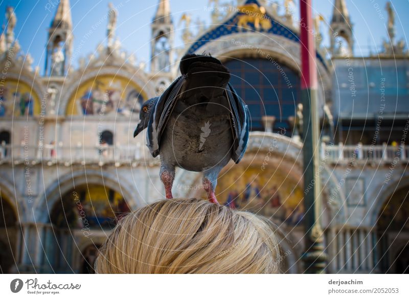 Hochsitz ? Man sieht nur die Haare! Eine Taube ist auf den blonden Kopf einer Frau gelandet. Gesehen auf dem Markus Platz in Venedig. Freude Glück Leben