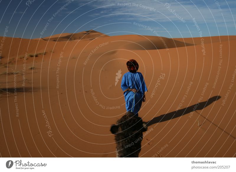Sahara-Wüste in Marokko maskulin 1 Mensch Umwelt Natur Landschaft Sand Himmel Schönes Wetter Wärme Dürre Tier Nutztier Kamel Ferien & Urlaub & Reisen Ausflug