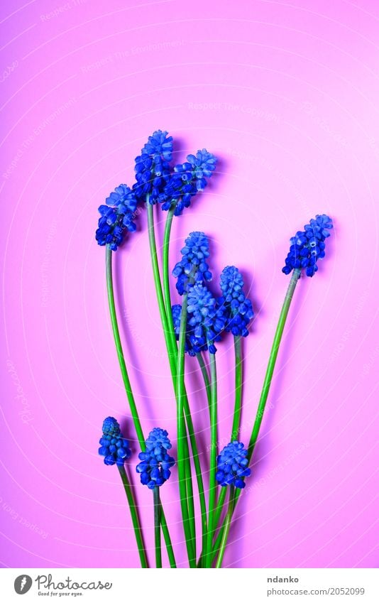 Blauer Frühling blüht auf einer rosa Oberfläche Valentinstag Hochzeit Geburtstag Pflanze Blume Blüte Blumenstrauß Feste & Feiern frisch natürlich blau grün
