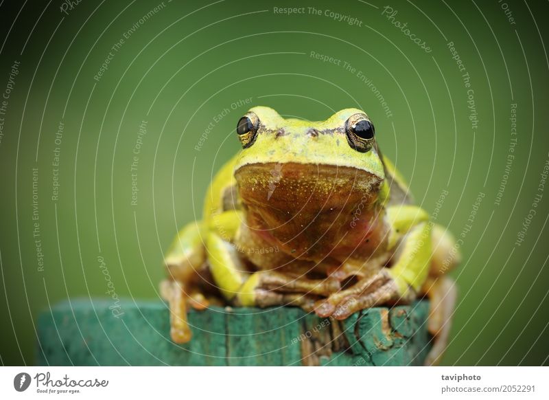 Baumfrosch, der Kamera betrachtet schön Umwelt Natur Tier beobachten Freundlichkeit klein natürlich niedlich wild grün Farbe Frosch Hyla Arborea Entwurf Prinz