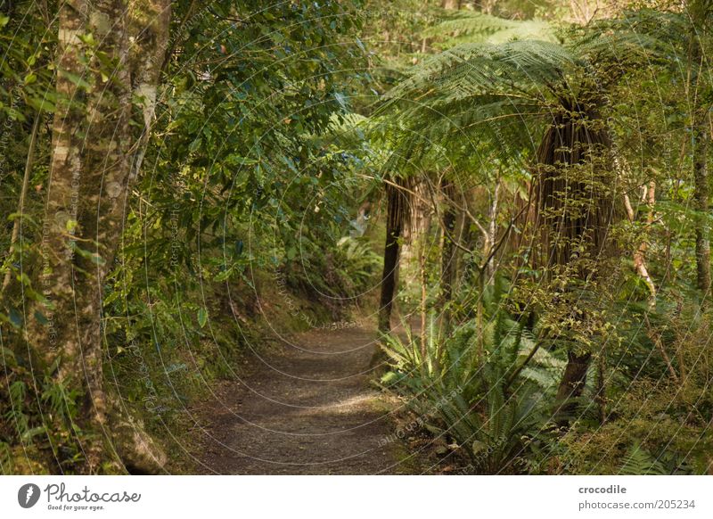 New Zealand 151 Umwelt Natur Wasser Pflanze Baum Farn Echte Farne Wildpflanze Urwald ästhetisch außergewöhnlich Farbfoto Gedeckte Farben Außenaufnahme