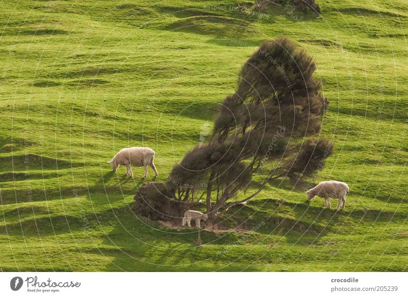 New Zealand 155 Umwelt Natur Frühling Pflanze Baum Gras Wiese Hügel Insel Neuseeland Nutztier Schaf Herde Tierjunges Tierfamilie Zufriedenheit gefräßig Farbfoto
