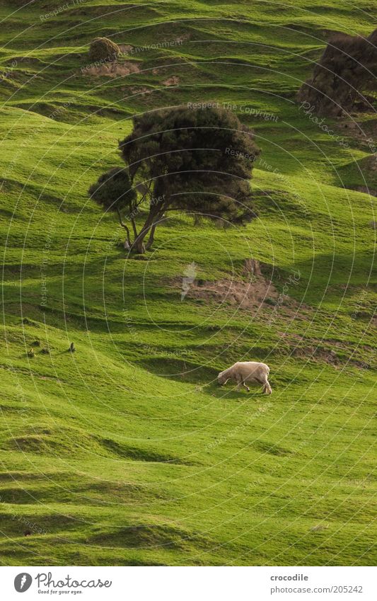 New Zealand 158 Umwelt Natur Frühling Pflanze Baum Gras Wiese Hügel Insel Neuseeland Nutztier Schaf Zufriedenheit Fernweh gefräßig Farbfoto Licht Schatten