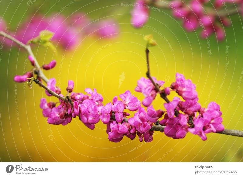 japanischer Kirschbaumzweig in der Blüte schön ruhig Garten Dekoration & Verzierung Natur Pflanze Frühling Baum Blume Blühend frisch hell natürlich rosa Farbe