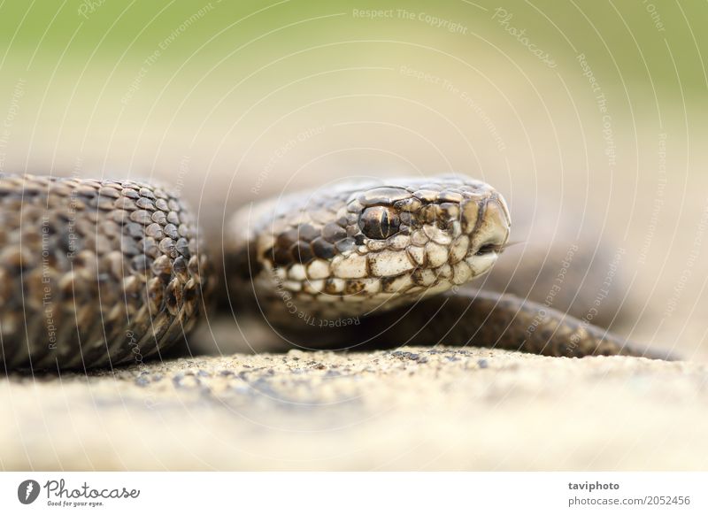Jugendlich schöne Wiesenviper Jugendliche Natur Tier Schlange klein niedlich wild braun Angst gefährlich Natter Vipera giftig Kopf Reptil selten gefährdet