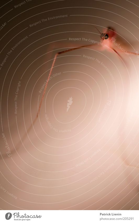 Alien [3] Tier Tiergesicht 1 Schnake Stechmücke lang Außerirdischer Blick lästig Farbfoto Makroaufnahme Textfreiraum unten Licht Schatten Kontrast Unschärfe