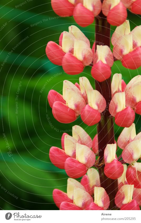 Lupine mehrstöckig Lupinenblüte rosa rot weiß grün Blume Pflanze Natur blühend kräftige Farben natürlich Duft elegant Garten Muster Wildpflanze Nahaufnahme