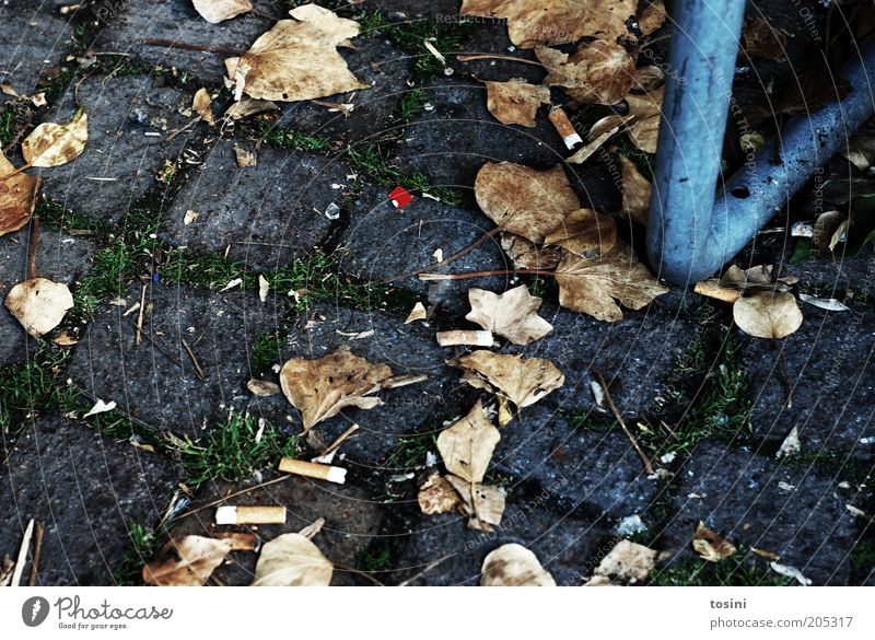 red dot Herbst Blatt Pflastersteine Zigarette Müll Boden Stein Tabakwaren bodenständig Farbfoto Außenaufnahme Detailaufnahme Menschenleer Tag Fuge Herbstlaub