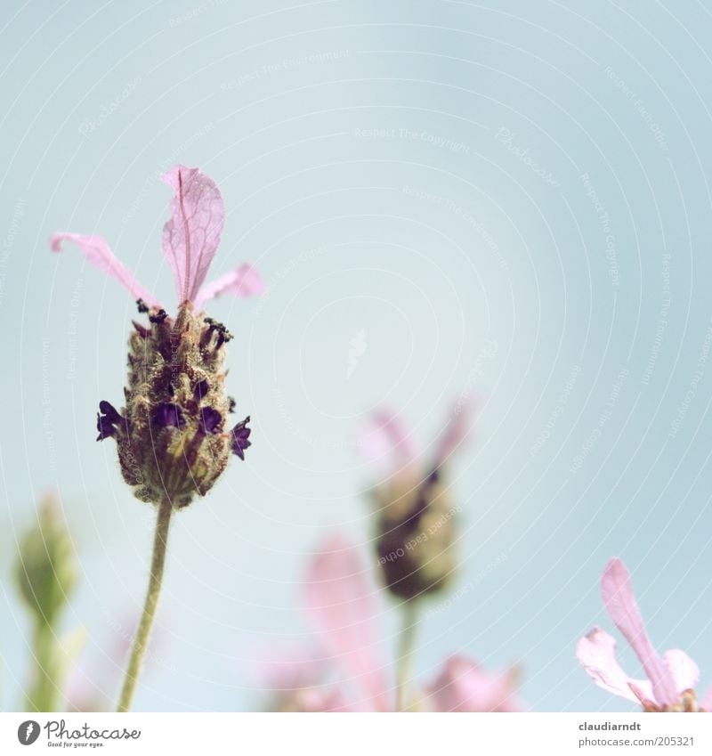 Mädchenfarben Umwelt Natur Pflanze Himmel Sommer Blume Blüte Nutzpflanze Lavendel Heilpflanzen Blühend Wachstum schön violett rosa Duft Pastellton Blütenblatt