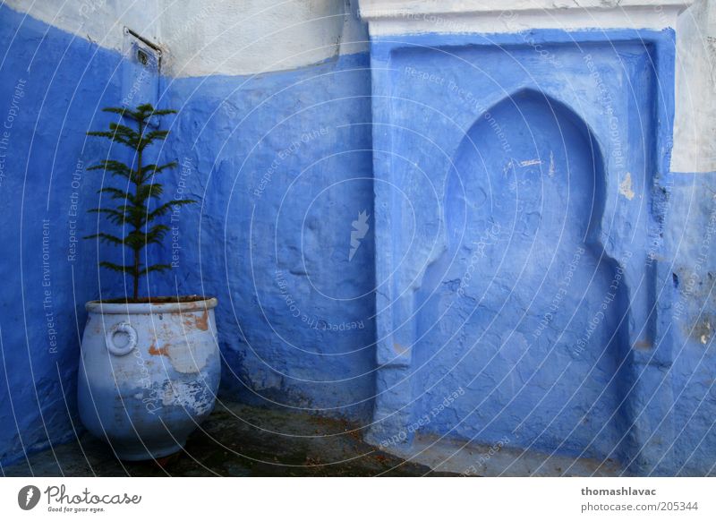 Blaues Haus Pflanze Baum Grünpflanze Chechaouen Marokko Afrika Dorf Kleinstadt Altstadt Mauer Wand Fassade blau Blumentopf Farbfoto Außenaufnahme Menschenleer
