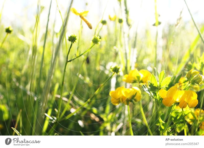 Blumenwiese Duft Natur Pflanze Sonnenlicht Frühling Sommer Schönes Wetter Gras Blüte Blühend leuchten natürlich schön gelb grün weiß Wachstum Wiese Farbfoto