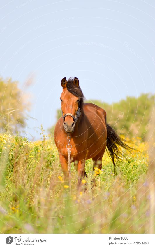 Brown-Pferd in einer Wiese gefüllt Sommer Sport Natur Tier Gras Haustier 1 beobachten wild braun grün schwarz weiß Neugier elegant Braunes Pferd Hintergrund
