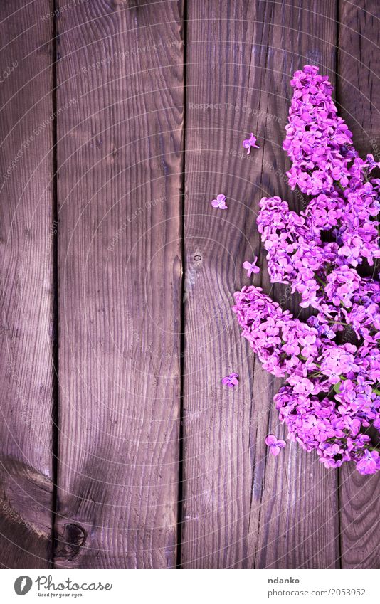 Lila Flieder Zweig Ostern Pflanze Blatt Blüte Blumenstrauß Holz Feste & Feiern frisch natürlich braun violett Farbe Überstrahlung Blütenknospen geblümt Frühling