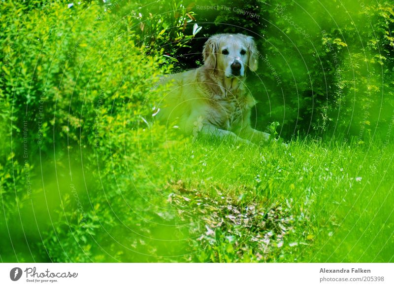 Blondine im Grünen. Umwelt Natur Pflanze Tier Frühling Sommer Schönes Wetter Sträucher Garten Hund 1 liegen sitzen Rasen grün Labrador beige Fell Farbfoto