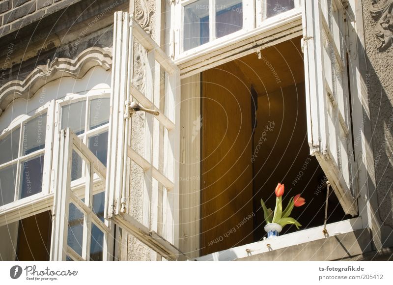 Neugierige Tulpen Blume Haus Gebäude Architektur Altbau Fenster Fensterplatz Fensterdekoration Fensterrahmen Fenstersims lüften ästhetisch Farbfoto mehrfarbig