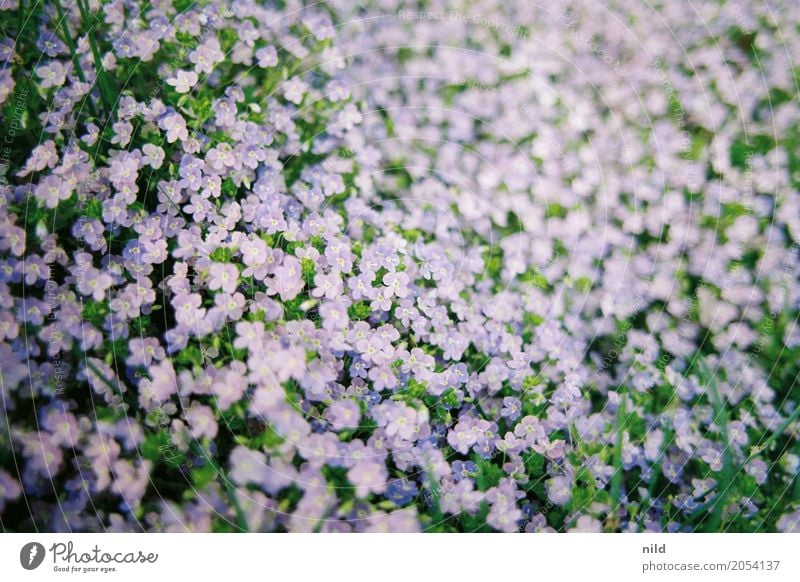 Frühlingsteppich Umwelt Natur Pflanze Schönes Wetter Blume Garten Park Wellen grün violett Farbfoto Außenaufnahme Nahaufnahme Tag Schwache Tiefenschärfe