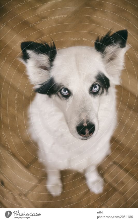 Dieser Blick... Hund Portrait Tierporträt Haustier Tiergesicht Hundeblick niedlich gefährlich beobachten Neugier Tierliebe Rassehund Farbfoto Blaue Augen