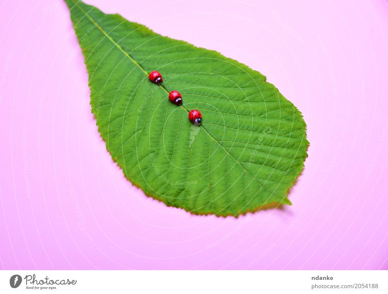 grünes Blatt einer Kastanie Dekoration & Verzierung Natur Pflanze frisch natürlich rosa rot Farbe Kreativität Marienkäfer Frühling organisch Entwurf Hintergrund