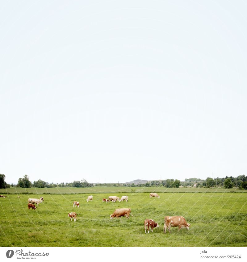 kuhweide Landschaft Himmel Pflanze Baum Gras Wiese Feld Weide Tier Nutztier Kuh Tiergruppe Herde blau grün Fressen Farbfoto Außenaufnahme Menschenleer