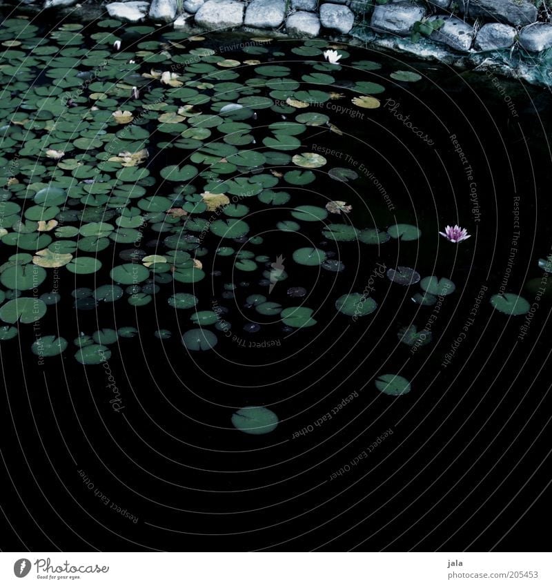 stille wasser Natur Wasser Blume Blatt Blüte Seerosen Teich dunkel Farbfoto Außenaufnahme Menschenleer Textfreiraum unten Abend Seerosenteich Seerosenblatt Tag
